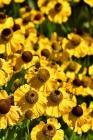 Coneflower Notebook: Bright and Colorful, These Perennials Are Daisy-Like with Raised Centers, the Seeds Found in the Dried Flower Heads At By Journals and Planners Cover Image