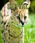 Serval: Fascinating Serval Facts for Kids with Stunning Pictures! By Joe Murphy Cover Image