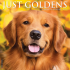 Just Goldens 2023 Wall Calendar By Willow Creek Press Cover Image