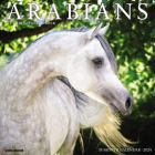 Arabians 2024 12 X 12 Wall Calendar Cover Image