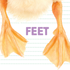 Feet (Whose Is It?) By Katrine Crow Cover Image