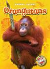 Orangutans (Animal Safari) By Megan Borgert-Spaniol Cover Image