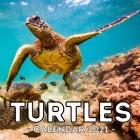 Turtles Calendar 2021: 16-Month Calendar, Cute Gift Idea For Turtle Lovers Women & Men By Frantic Potato Press Cover Image