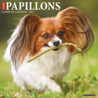 Just Papillons 2023 Wall Calendar By Willow Creek Press Cover Image