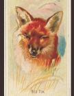 Red Fox: The Sketchbook for Red Fox Lovers By By the Book Cover Image