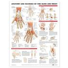 Anatomy and Injuries of the Hand and Wrist Anatomical Chart Cover Image