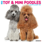 Just Toy & Miniature Poodles 2025 12 X 12 Wall Calendar By Willow Creek Press Cover Image