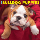 Just Bulldog Puppies 2023 Wall Calendar By Willow Creek Press Cover Image