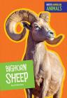 Bighorn Sheep (North American Animals) By Jill Sherman Cover Image