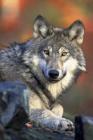 Watching You: Wolves Live and Hunt in Packs of Around Six to Ten Animals. They Are Known to Roam Large Distances, Perhaps 12 Miles i Cover Image