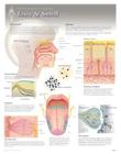 Taste & Smell Wall Chart: 8272 By Scientific Publishing (Other) Cover Image