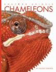 Chameleons By Valerie Bodden Cover Image