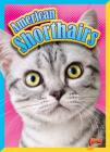 American Shorthairs (Cat Stats) By Nicki Clausen-Grace Cover Image