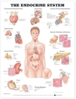 The Endocrine System Anatomical Chart By Anatomical Chart Company (Prepared for publication by) Cover Image