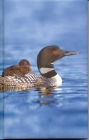 Loon Blank Journal (Nodin Press Blank Journals) Cover Image