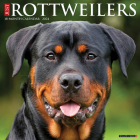 Just Rottweilers 2024 12 X 12 Wall Calendar By Willow Creek Press Cover Image