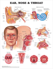 Ear, Nose and Throat Anatomical Chart By Anatomical Chart Company (Prepared for publication by), William B. Westwood (Illustrator) Cover Image