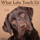 What Labs Teach Us 2023 Wall Calendar By Willow Creek Press Cover Image