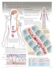 Hormonal Action Wall Chart: 8280 By Scientific Publishing (Other) Cover Image