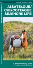 Assateague/Chincoteague Seashore Life: A Waterproof Folding Guide to Familiar Animals & Plants (Pocket Naturalist Guide) Cover Image