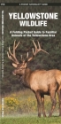 Yellowstone Wildlife: A Folding Pocket Guide to Familiar Animals of the Yellowstone Area (Pocket Naturalist Guide) By James Kavanagh, Waterford Press, Raymond Leung (Illustrator) Cover Image