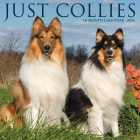Just Collies 2024 12 X 12 Wall Calendar By Willow Creek Press Cover Image
