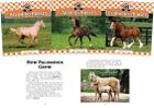 Horses (Set) By BreAnn Rumsch Cover Image