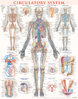 Circulatory System Poster (22 X 28 Inches) - Laminated: A Quickstudy Anatomy Reference By Vincent Perez Cover Image