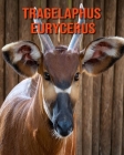 Tragelaphus eurycerus: Immagini bellissime e fatti interessanti Libro per bambini sui Tragelaphus eurycerus Cover Image