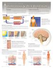 Nutrition & Heart Regulation Wall Chart: 8281 Cover Image