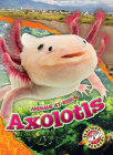 Axolotls (Animals at Risk) By Rachel Grack Cover Image
