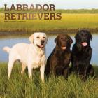 Labrador Retrievers 2020 Square Foil By Inc Browntrout Publishers Cover Image