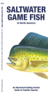 Saltwater Game Fish of North America: An Illustrated Folding Pocket Guide to Familiar Species Cover Image