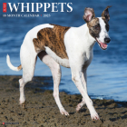 Just Whippets 2023 Wall Calendar By Willow Creek Press Cover Image