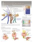 Nutrition & Metabolism Wall Chart: 8650 Cover Image
