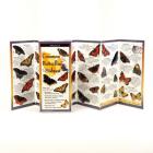 Common Butterflies of the Midwest By Rick Cech, Rick Cech (Illustrator) Cover Image