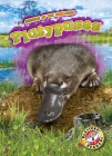 Platypuses By Karen Kenney Cover Image