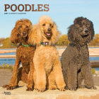 Poodles 2021 Square Foil Cover Image