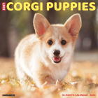 Just Corgi Puppies 2024 12 X 12 Wall Calendar By Willow Creek Press Cover Image
