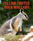 Yellow-Footed Rock Wallaby: Amazing Facts about Yellow-Footed Rock Wallaby By Devin Haines Cover Image