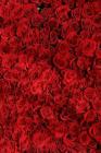 Red Roses: Red Roses Stand for Passion, True Love, Romance and Desire. the Red Rose Is a Classic I Love You Rose. When Red Roses By Planners and Journals Cover Image