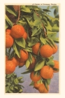 Vintage Journal Oranges, Florida By Found Image Press (Producer) Cover Image