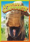 African Elephants (Wild Animal Kingdom) Cover Image