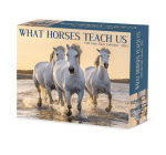 What Horses Teach Us 2023 Box Calendar By Willow Creek Press Cover Image