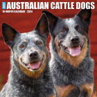 Just Australian Cattle Dogs 2024 12 X 12 Wall Calendar By Willow Creek Press Cover Image