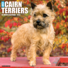 Just Cairn Terriers 2023 Wall Calendar By Willow Creek Press Cover Image