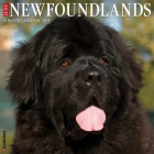 Just Newfoundlands 2025 12 X 12 Wall Calendar By Willow Creek Press Cover Image