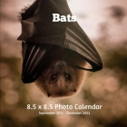 Bats 8.5 X 8.5 Photo Calendar September 2021 -December 2022: Monthly Calendar with U.S./UK/ Canadian/Christian/Jewish/Muslim Holidays-Animals Nature By Lynne Book Press Cover Image