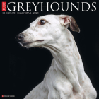 Just Greyhounds 2023 Wall Calendar By Willow Creek Press Cover Image