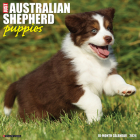Just Australian Shepherd Puppies 2024 12 X 12 Wall Calendar By Willow Creek Press Cover Image